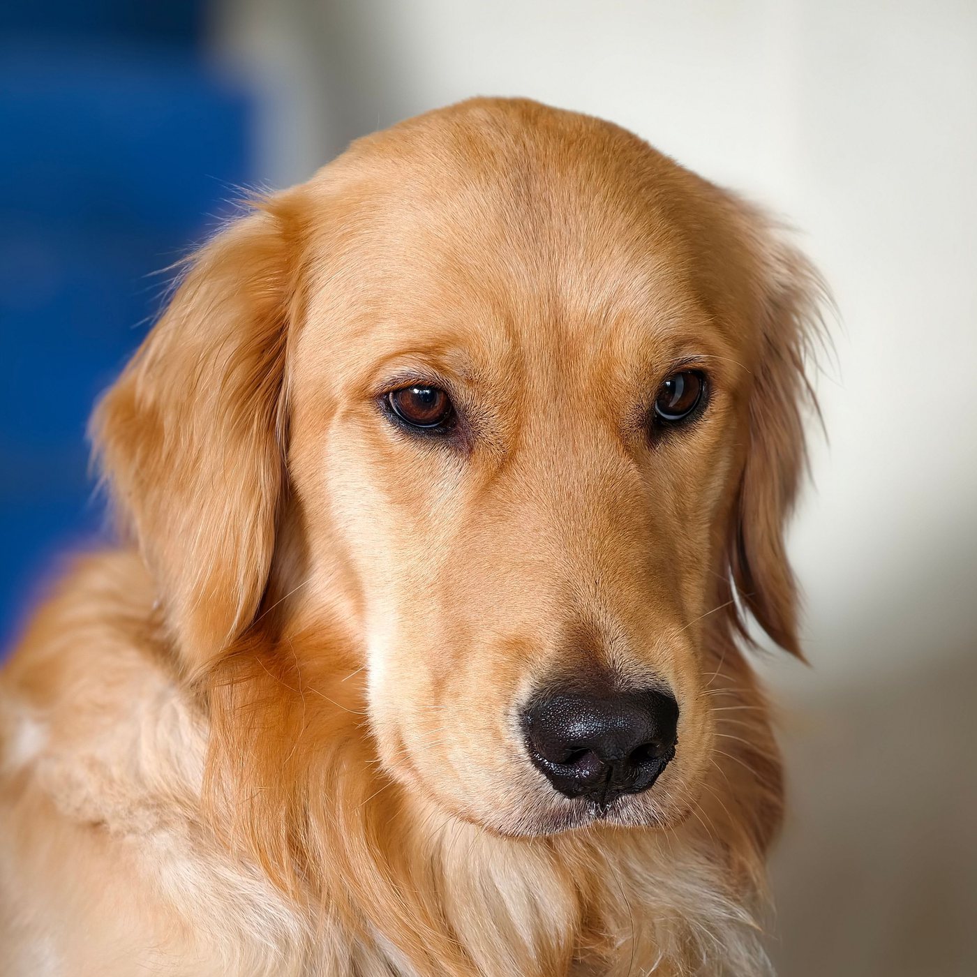 Golden retriever portrait (example photo)